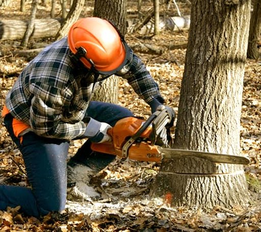 Tree Removal in Hillsboro, GA